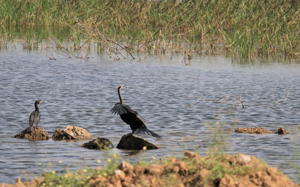1102_Dwarka birds (112).jpg 1102_Dwarka-birds-112.jpg