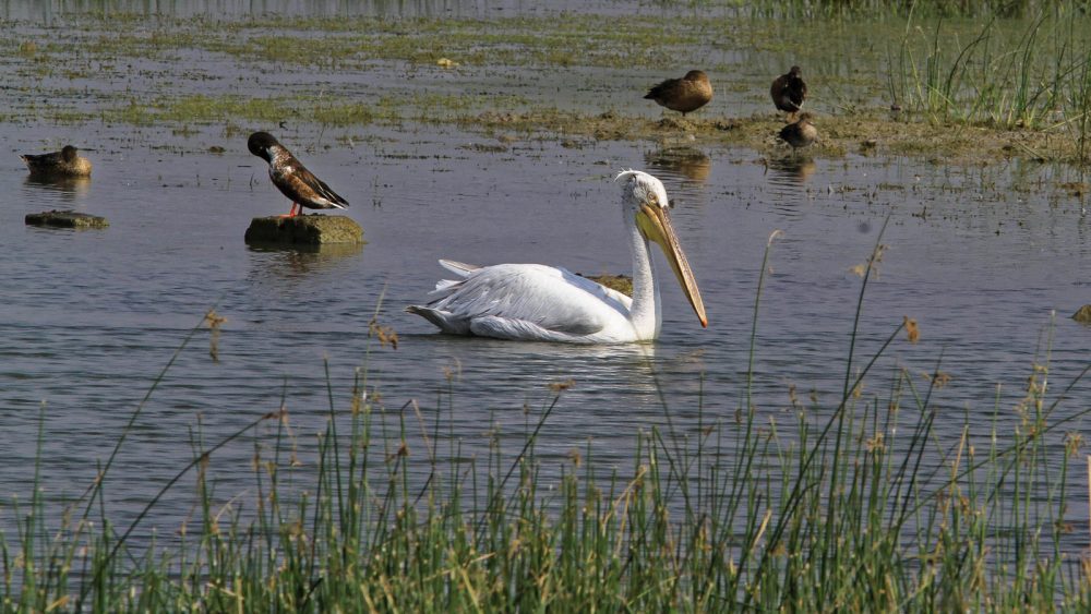 1102_Dwarka birds (121).jpg 1102_Dwarka-birds-121.jpg