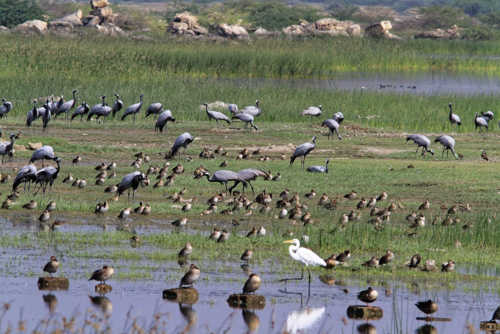 1102_Dwarka birds (2).jpg 1102_Dwarka-birds-2.jpg