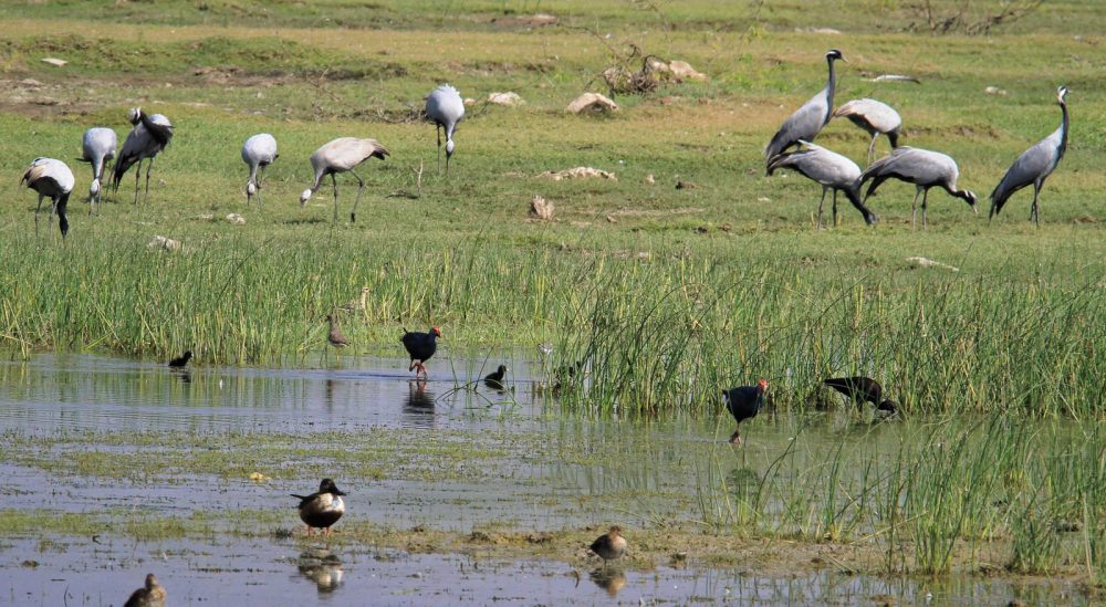 1102_Dwarka birds (3).jpg 1102_Dwarka-birds-3.jpg