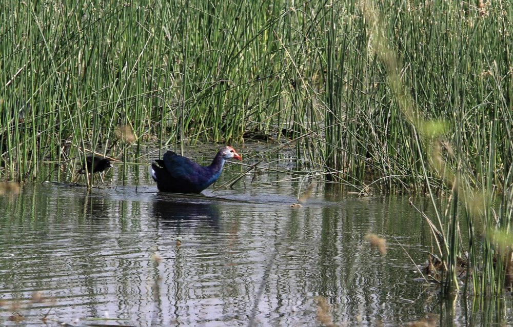 1102_Dwarka birds (6).jpg 1102_Dwarka-birds-6.jpg