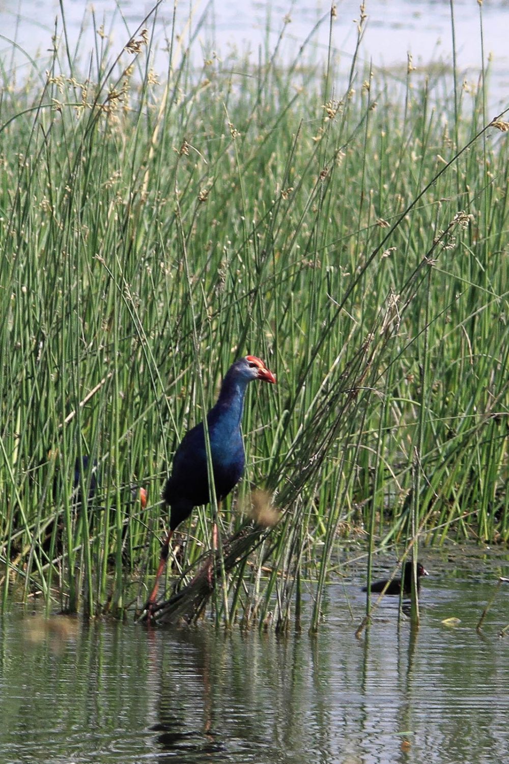 1102_Dwarka birds (7).jpg 1102_Dwarka-birds-7.jpg