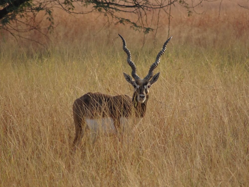 1107_Velavadar safari (11).jpg 1107_Velavadar-safari-11.jpg