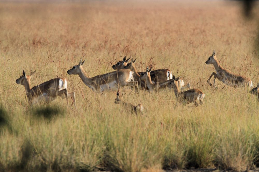 1107_Velavadar safari (12).jpg 1107_Velavadar-safari-12.jpg