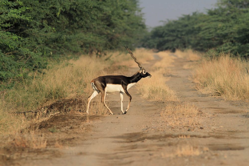 1107_Velavadar safari (19).jpg 1107_Velavadar-safari-19.jpg