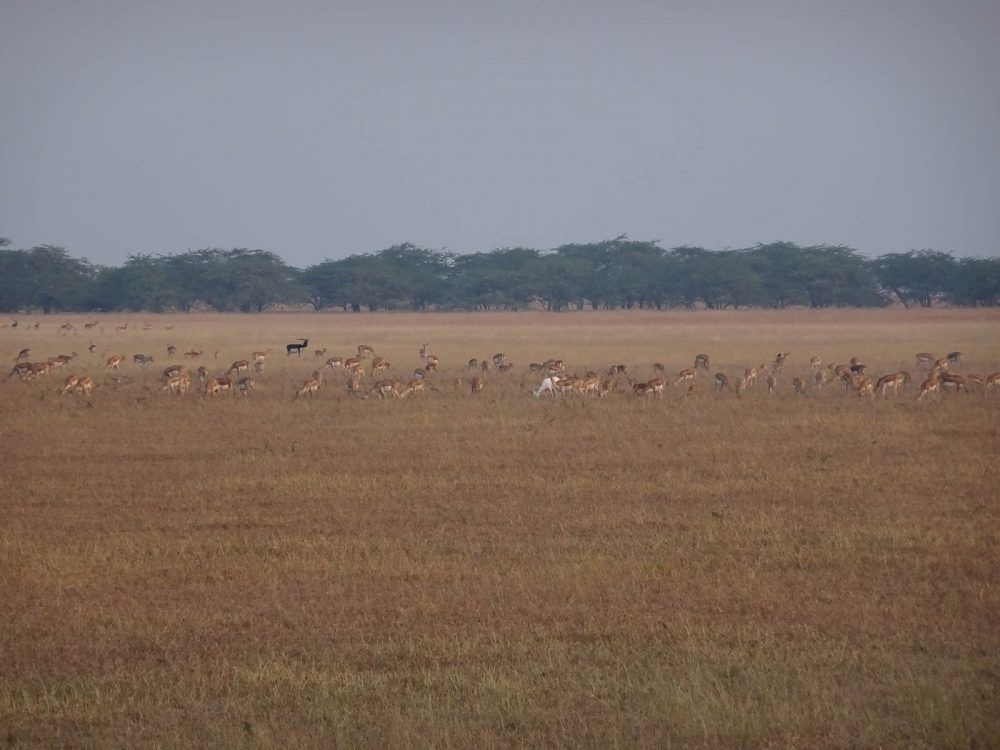 1107_Velavadar safari (5).jpg 1107_Velavadar-safari-5.jpg