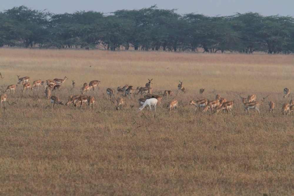 1107_Velavadar safari (6).jpg 1107_Velavadar-safari-6.jpg