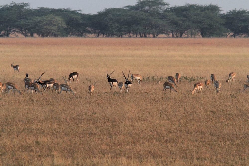 1107_Velavadar safari (7).jpg 1107_Velavadar-safari-7.jpg