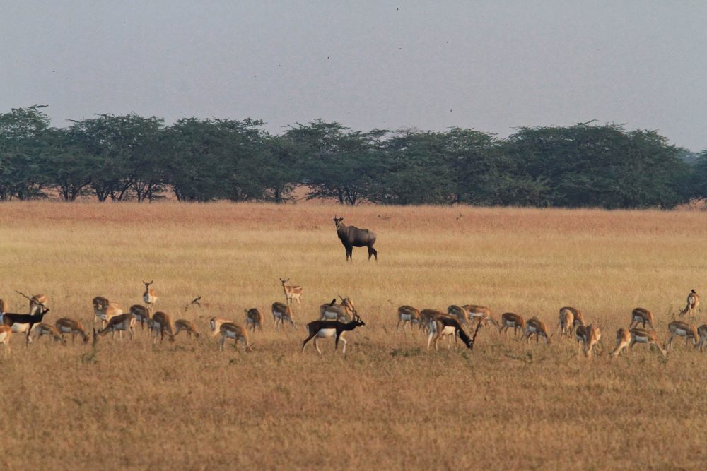 1107_Velavadar safari (8).jpg 1107_Velavadar-safari-8.jpg