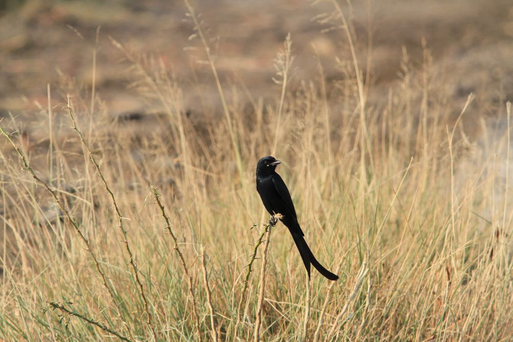 1107_Velavadar_Black Dongo (10).jpg 1107_Velavadar_Black-Dongo-10.jpg