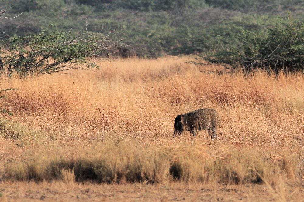 1107_Velavadar_Boar (2).jpg 1107_Velavadar_Boar-2.jpg