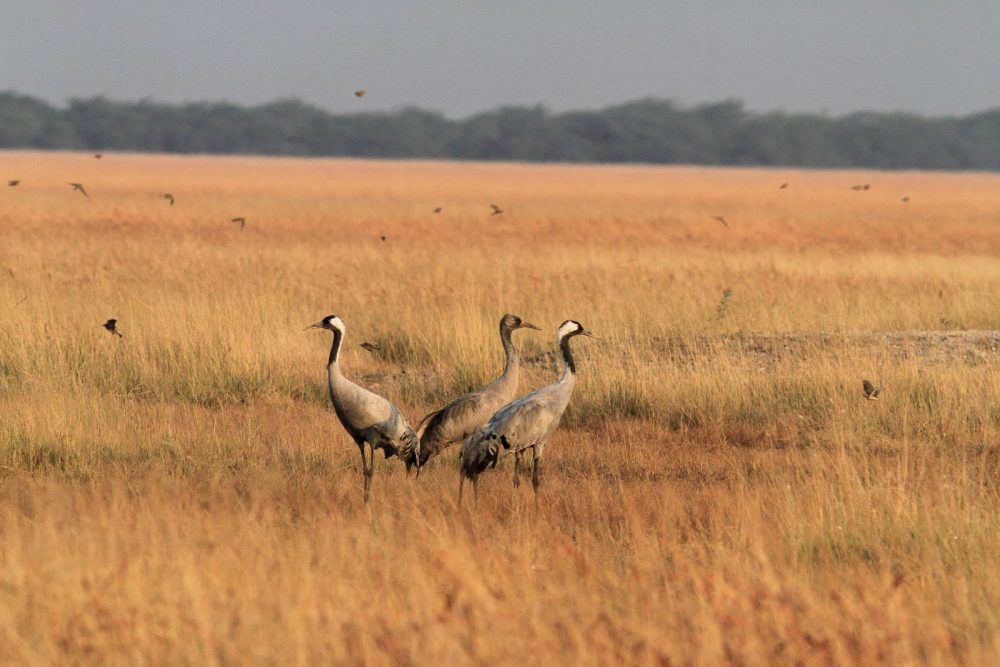 1107_Velavadar_Common Crane (2).jpg 1107_Velavadar_Common-Crane-2.jpg