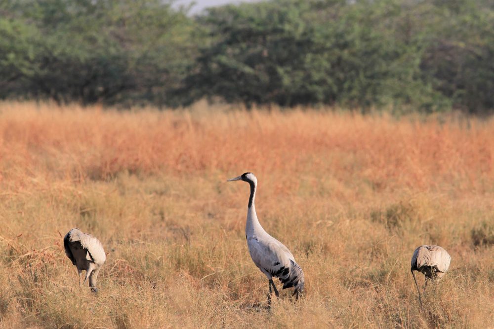 1107_Velavadar_Common Crane (4).jpg 1107_Velavadar_Common-Crane-4.jpg