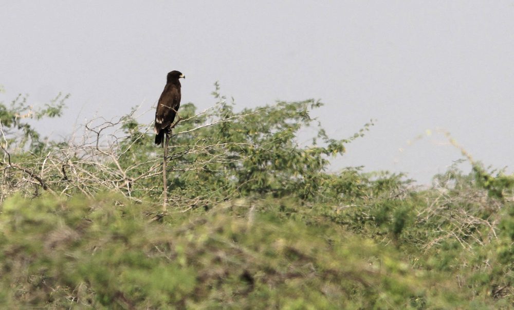 1107_Velavadar_Eagle (1).jpg 1107_Velavadar_Eagle-1.jpg