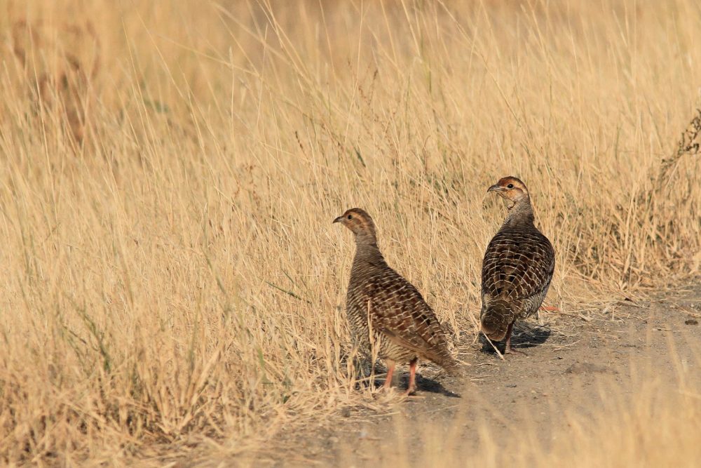 1107_Velavadar_Grey Partridge (5).jpg 1107_Velavadar_Grey-Partridge-5.jpg