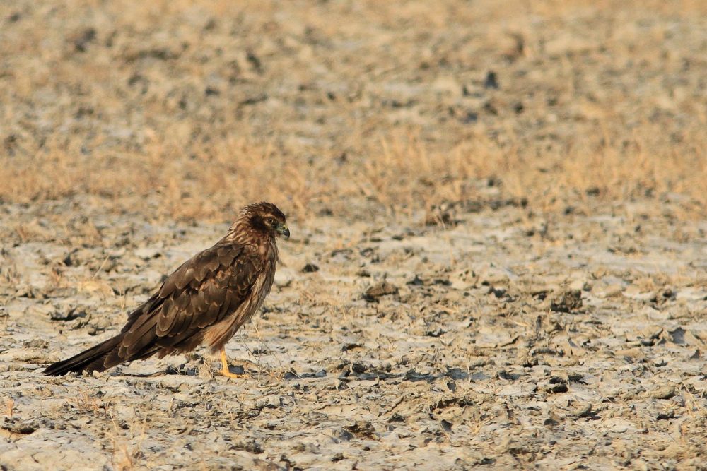 1107_Velavadar_Hen Harrier (20).jpg 1107_Velavadar_Hen-Harrier-20.jpg
