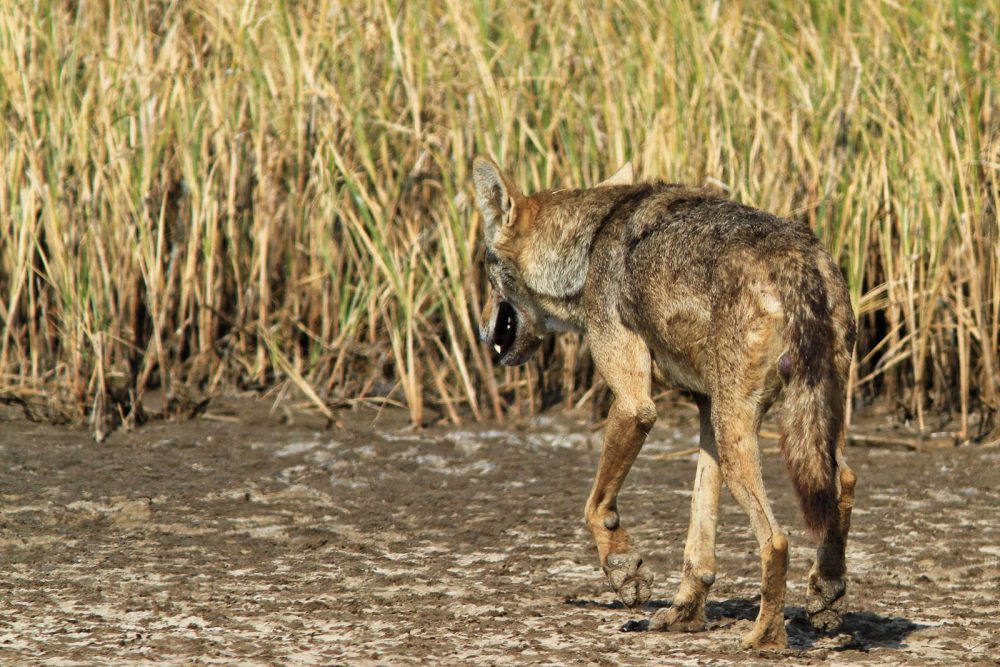 1107_Velavadar_Indian Grey Wolf (14).jpg 1107_Velavadar_Indian-Grey-Wolf-14.jpg