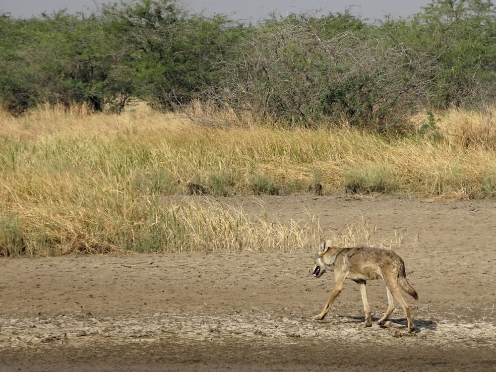 1107_Velavadar_Indian Grey Wolf (21).jpg 1107_Velavadar_Indian-Grey-Wolf-21.jpg