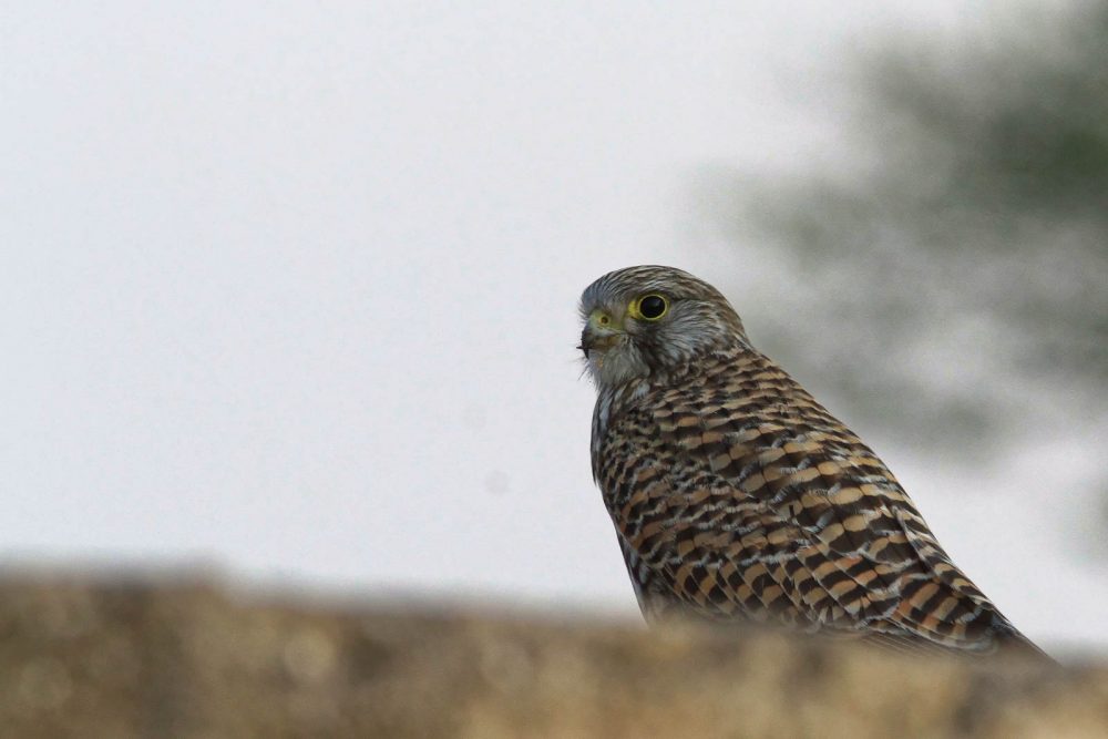 1107_Velavadar_Kestrel (2).jpg 1107_Velavadar_Kestrel-2.jpg
