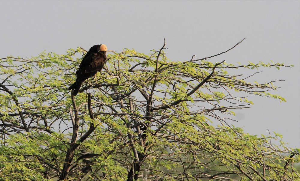 1107_Velavadar_Marsh Harrier (5).jpg 1107_Velavadar_Marsh-Harrier-5.jpg