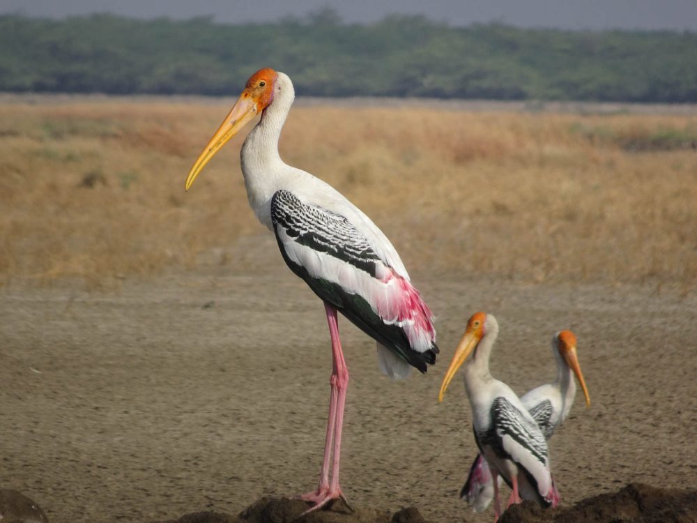 1107_Velavadar_Painted Stork (1).jpg 1107_Velavadar_Painted-Stork-1.jpg