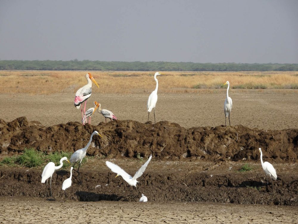 1107_Velavadar_Painted Stork (2).jpg 1107_Velavadar_Painted-Stork-2.jpg