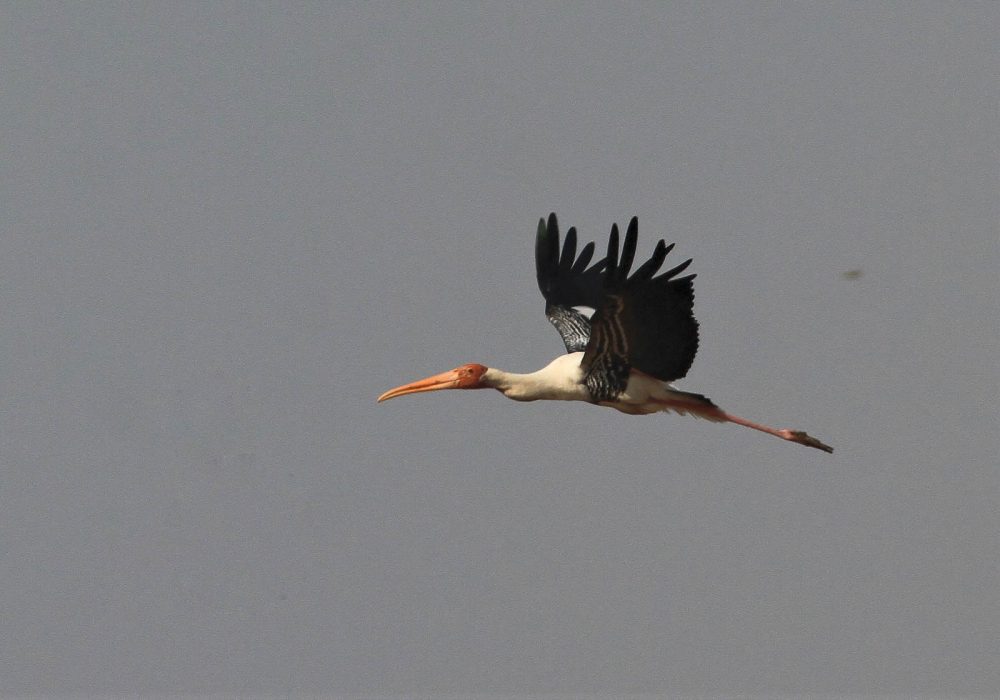 1107_Velavadar_Painted Stork (30).jpg 1107_Velavadar_Painted-Stork-30.jpg