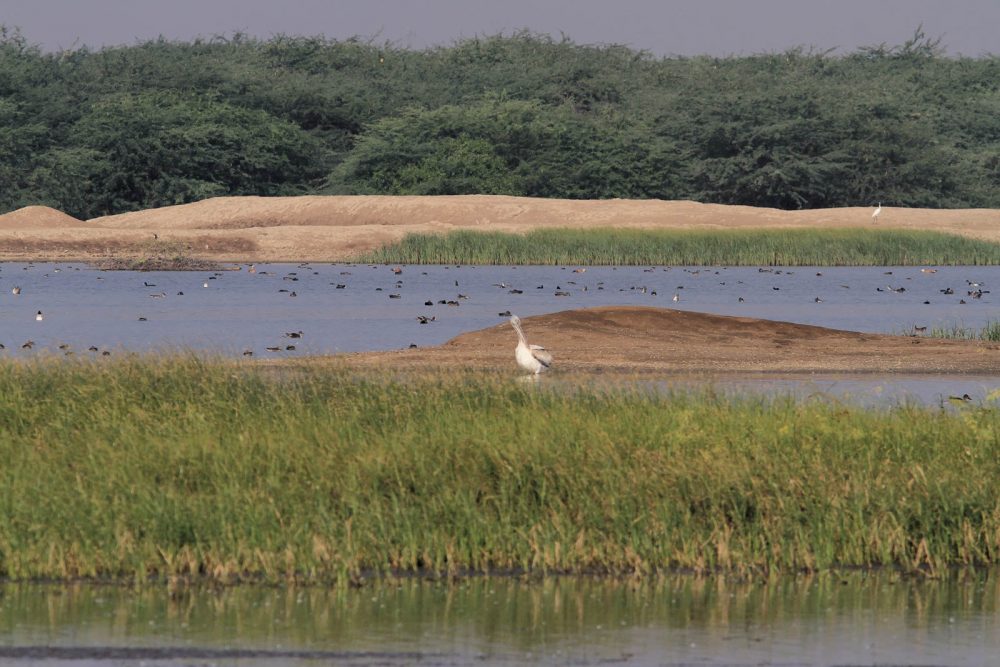 1107_Velavadar_Pelicans (2).jpg 1107_Velavadar_Pelicans-2.jpg
