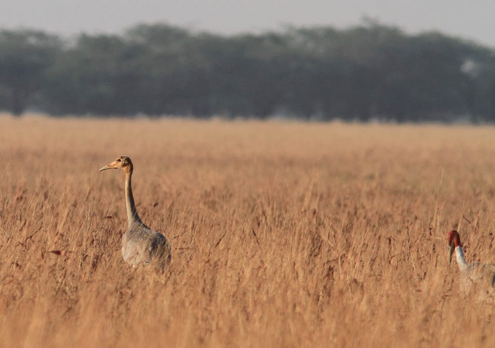 1107_Velavadar_Sarus Crane (36).jpg 1107_Velavadar_Sarus-Crane-36.jpg