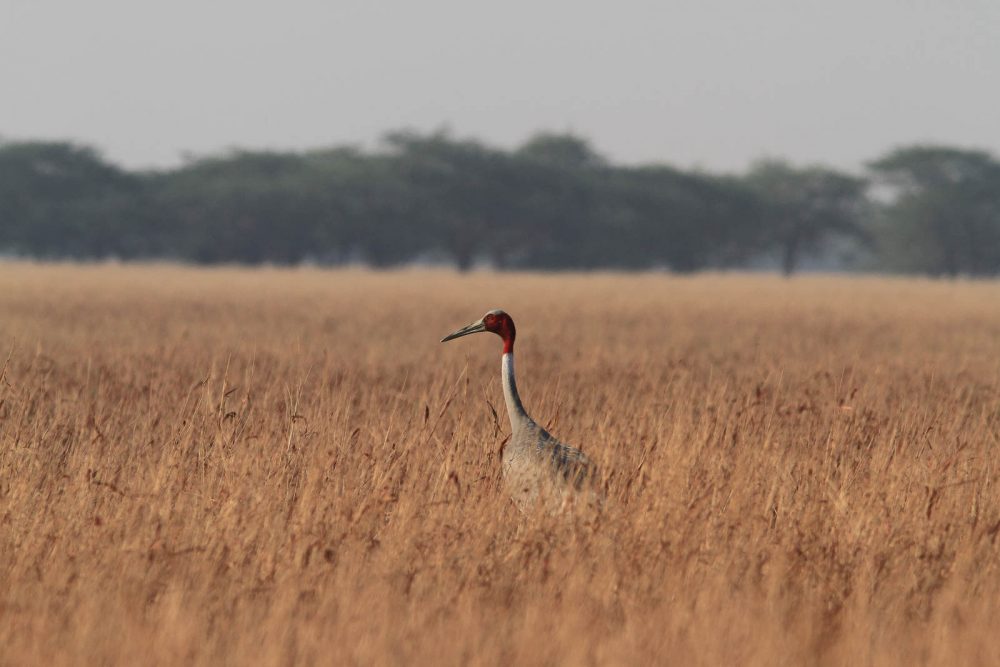 1107_Velavadar_Sarus Crane (42).jpg 1107_Velavadar_Sarus-Crane-42.jpg