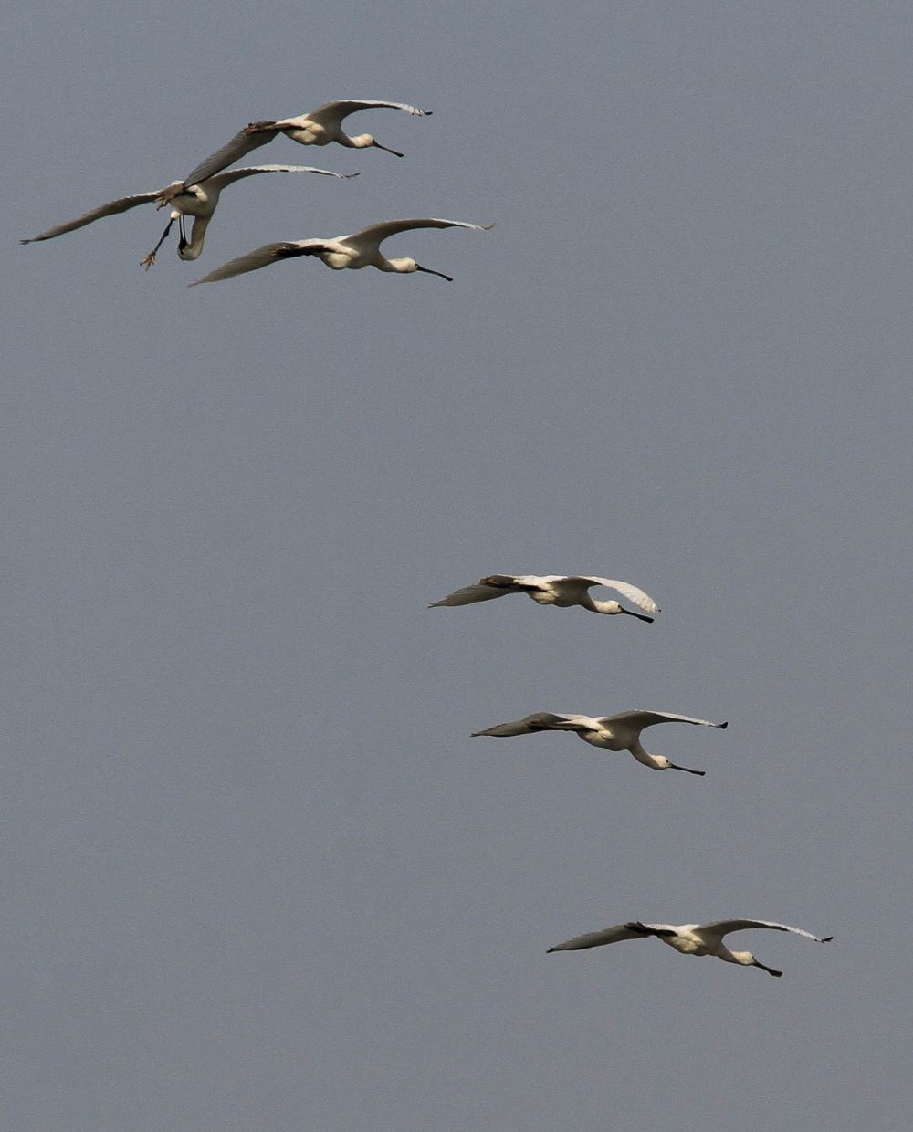 1107_Velavadar_Spoonbill 2.jpg 1107_Velavadar_Spoonbill-2.jpg