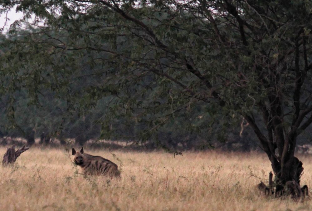 1107_Velavadar_Striped Hyena (16).jpg 1107_Velavadar_Striped-Hyena-16.jpg