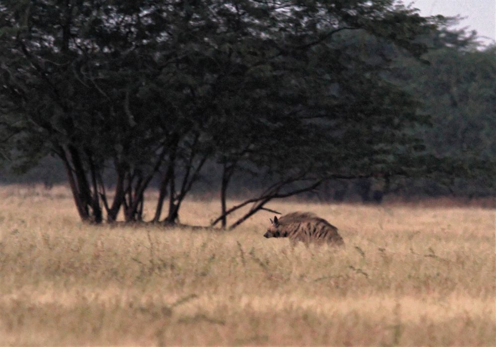 1107_Velavadar_Striped Hyena (23).jpg 1107_Velavadar_Striped-Hyena-23.jpg