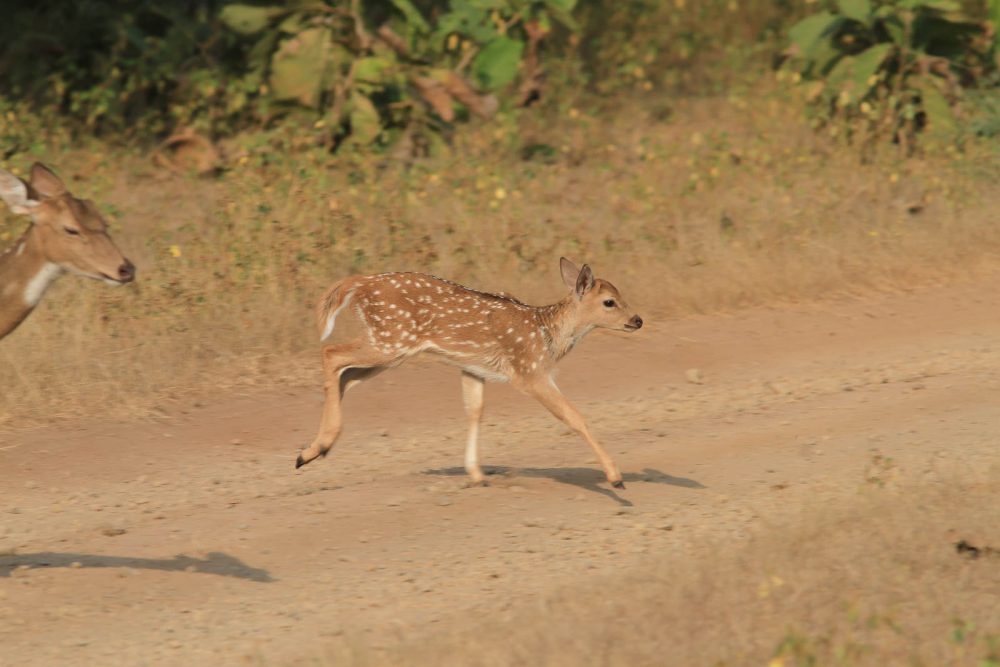 20171104_Sassan Gir (33).jpg 20171104_Sassan-Gir-33.jpg