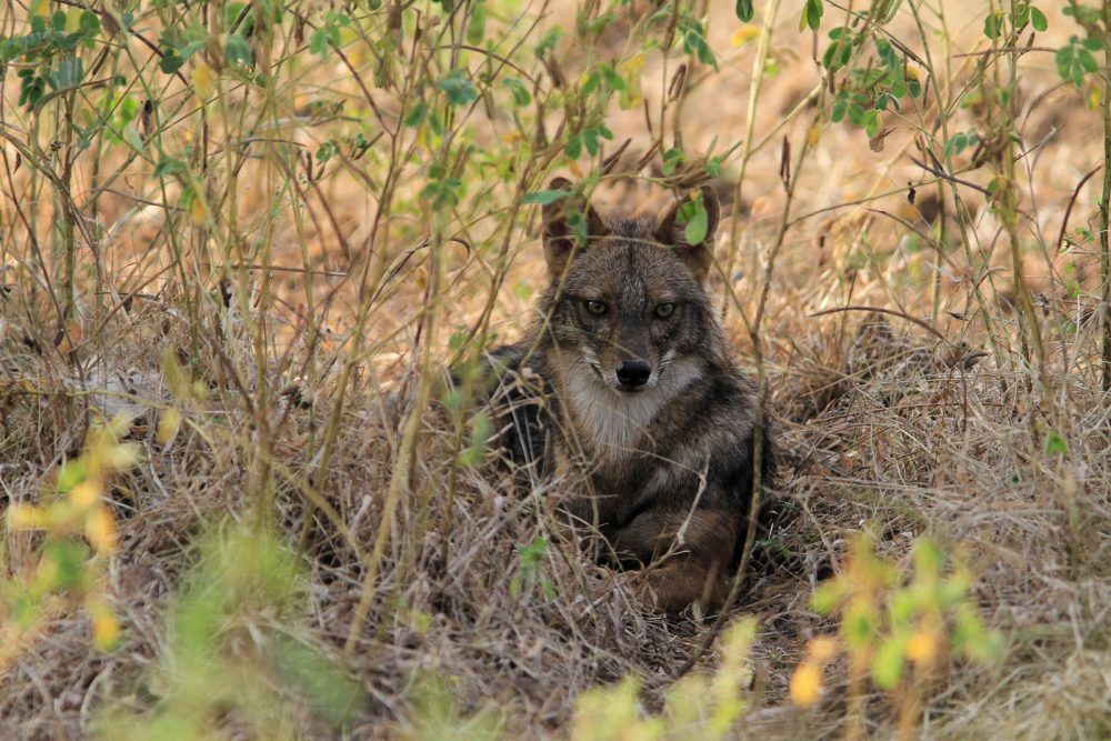 20171104_Sassan Gir (50).jpg 20171104_Sassan-Gir-50.jpg