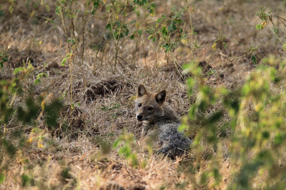 20171104_Sassan Gir (58).jpg 20171104_Sassan-Gir-58.jpg