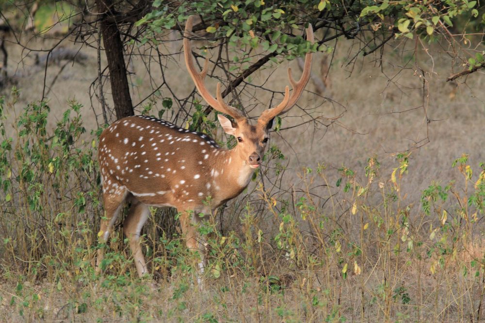 20171104_Sassan Gir (74).jpg 20171104_Sassan-Gir-74.jpg