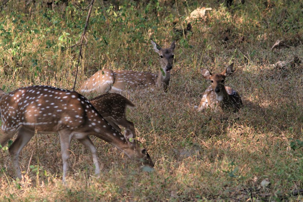 20171104_Sassan Gir (9).jpg 20171104_Sassan-Gir-9.jpg