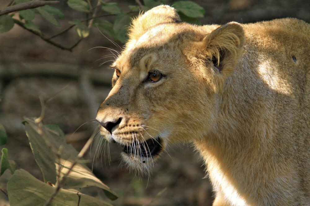 20171105_Sassan Gir (136).jpg 20171105_Sassan-Gir-136.jpg