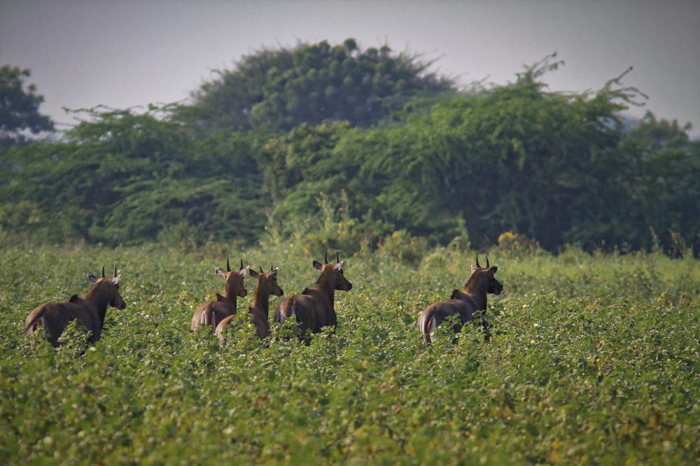 20171105_Sassan Gir (156).jpg 20171105_Sassan-Gir-156.jpg