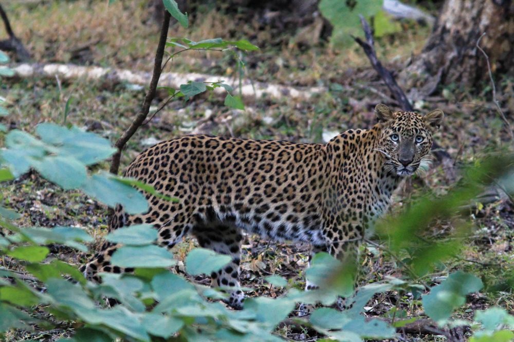 20171105_Sassan Gir (28).jpg 20171105_Sassan-Gir-28.jpg