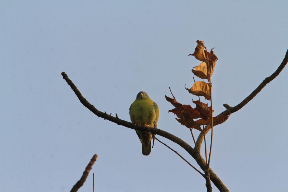 20171105_Sassan Gir (42).jpg 20171105_Sassan-Gir-42.jpg