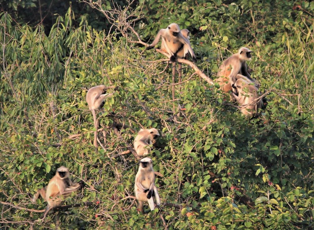 20171105_Sassan Gir (67).jpg 20171105_Sassan-Gir-67.jpg