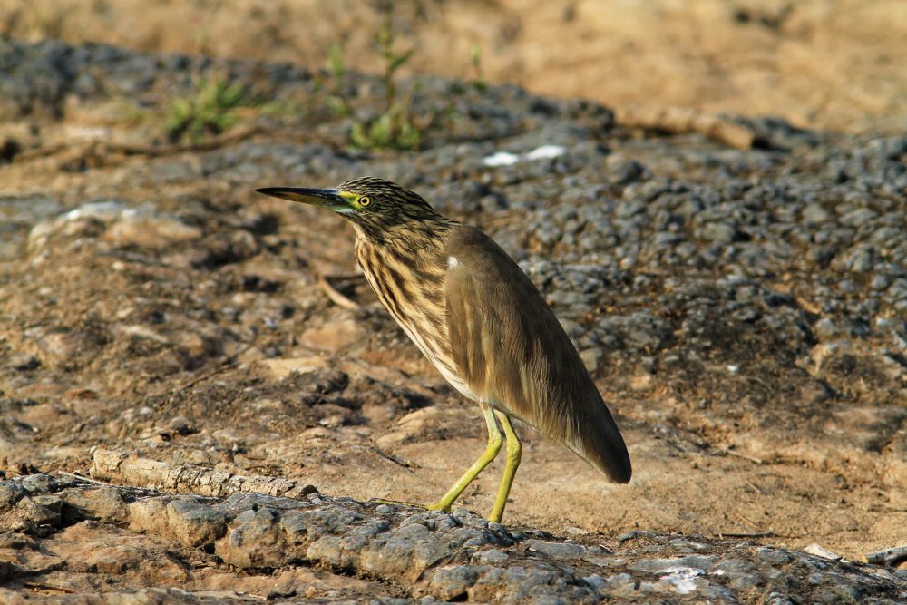 20171105_Sassan Gir (83).jpg 20171105_Sassan-Gir-83.jpg
