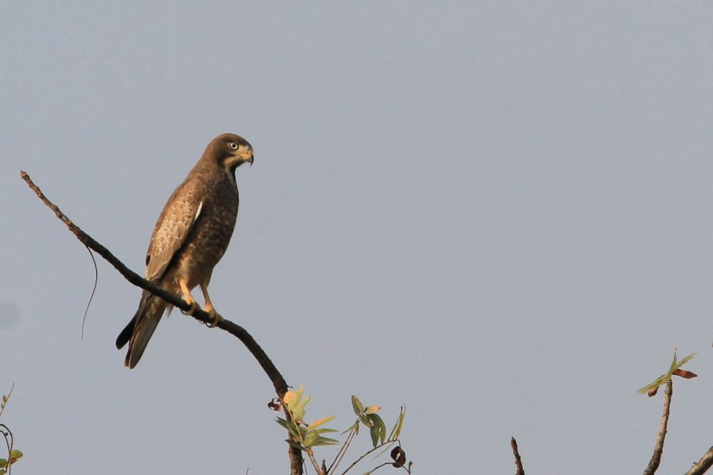 20171105_Sassan Gir (87).jpg 20171105_Sassan-Gir-87.jpg