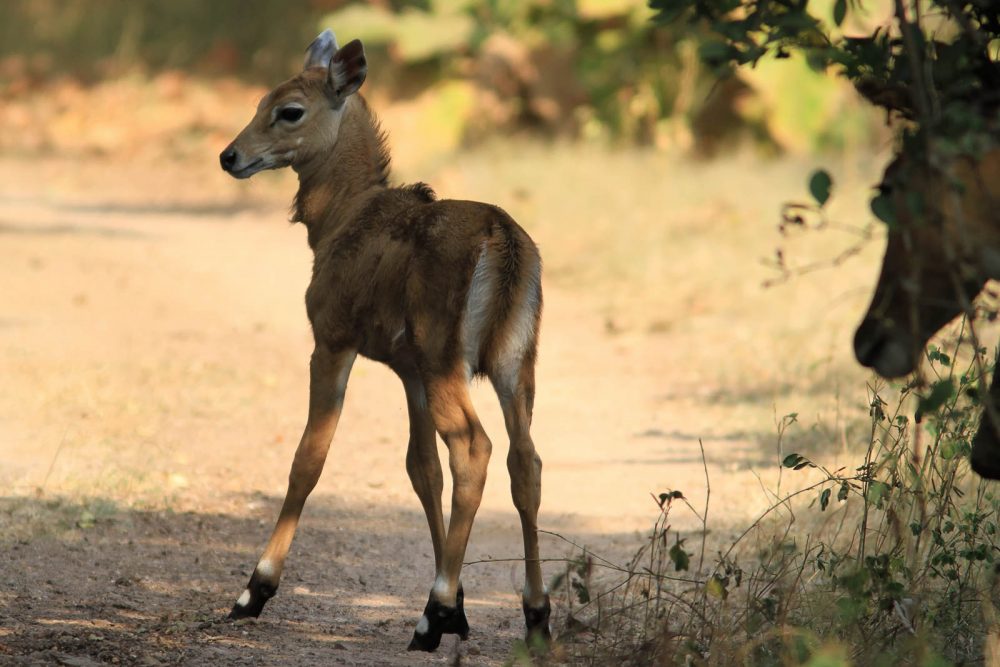 20171105_Sassan Gir (91).jpg 20171105_Sassan-Gir-91.jpg